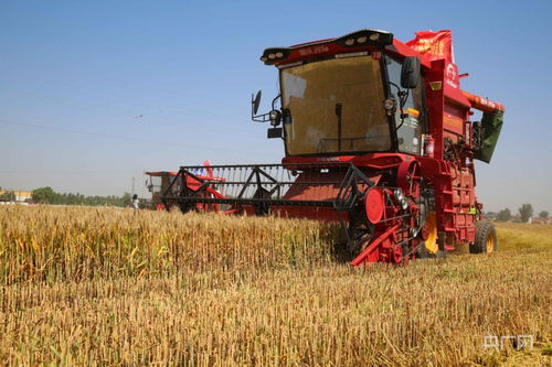 2023年河北 三夏 小麥開(kāi)鐮收割